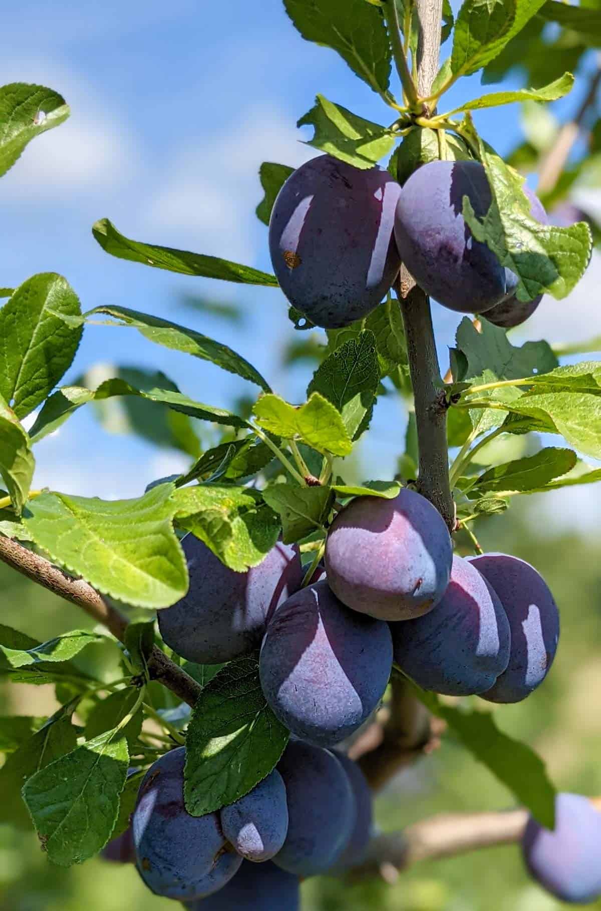 Italian prune plums on a tree